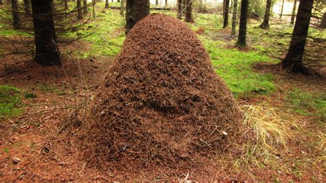 Ant hill - anthill: [noun] a mound of debris thrown up by ants or termites in digging their nest.